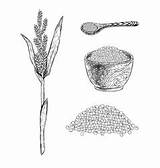 Millet Vector Set Pearl Icon Drawn Sketch Hand Vectors Cereal Wheat Oat Rye sketch template