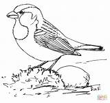 Sparrow Ausmalbilder Haussperling Colorare Passero Zeichnen Colouring Birds sketch template