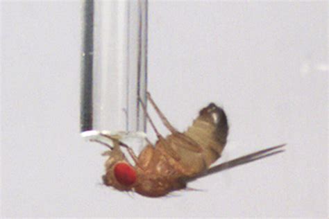 rejected fruit flies use alcohol to cope