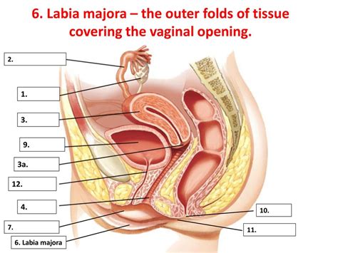 swollen majora labia swollen labia causes symptoms and treatment