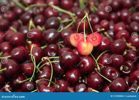 red cherry stock photo image  ripe gourmet seed