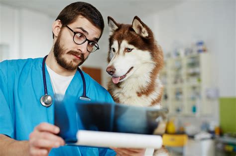 grad veterinarian career advice ihireveterinary