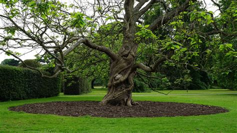 quality landscaping bark  fine turf devon   newton abbot