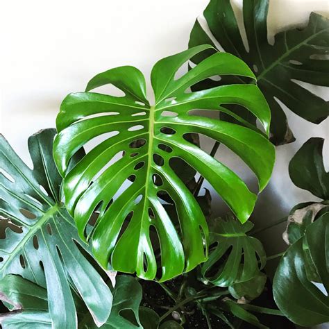 plant portrait monstera deliciosa leaf  paw