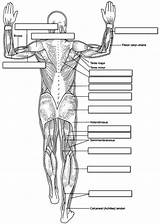 Anatomy Muscles Body Human Labeling Muscle Coloring Physiology Muscular Worksheet System Label Pages Diagram Posterior Worksheets Back Unlabeled Printable Answers sketch template