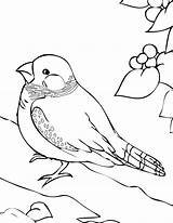 Finch Coloring Color Pages Animals Designlooter Printable 1275 72kb sketch template