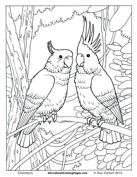 birds book  animal coloring pages  kids