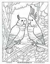 Coloring Pages Animal Birds Printable Book Print Kids Bird Colouring Adult Exotic Animals Adults Realistic sketch template