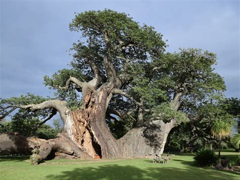 why are some of africa s biggest baobab trees dying off wfsu news