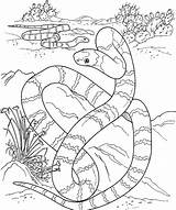 Coloring Pages Desert Snake Printable Python Tiger Color Print Animals Long Big Burmese Snakes Kids Getcolorings Realistic Designlooter Colorings Getdrawings sketch template