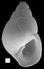 Afbeeldingsresultaten voor "odostomia Plicata". Grootte: 63 x 98. Bron: jaxshells.org