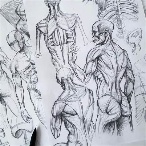 human anatomy drawing ideas  pose references beautiful dawn designs