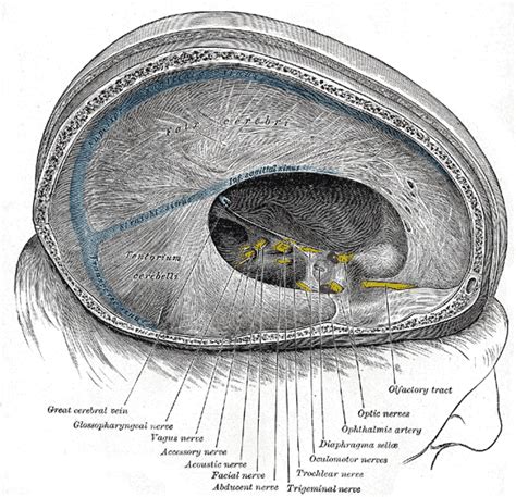 spinal accessory nerve psychology wiki fandom powered