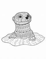 Coloring Pages Animal Adult Animals Adults Otter Printable Calm Book Books Colouring Detailed Color Wild Patterns Mandala Sheets Otters Baby sketch template