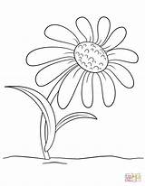 Daisy Coloring Flower Cartoon Pages Drawing Printable Sunflower Beautiful Flowers Most Collection Supercoloring Getdrawings Choose Board Categories sketch template