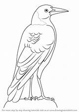 Magpie Australian Drawing Bird Draw Step Parrot Drawings Birds Learn Easy Drawingtutorials101 Tutorials Animals Templates Pencil Paintingvalley Svg Animal Ampproject sketch template