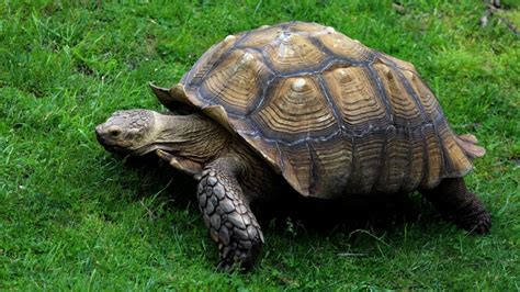 kilo zware schildpad ontsnapt en legt bijna  kilometer af   rtl nieuws