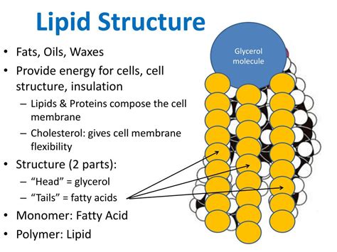 lipids powerpoint    id