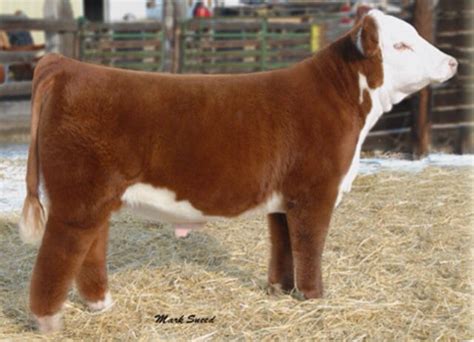 hereford show steer show cattle fluffy cows breeds
