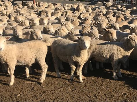 lot 656 330 mixed sex lambs auctionsplus
