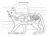 Cat Anatomy Organs Abdominal Animal Labeling Thoracic sketch template