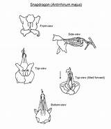 Flower Snapdragon Drawing Flowers Drawings Passion Sketch Plant Paintingvalley Tattoo Cronodon sketch template