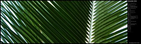 palm frond wallpaper wallpapersafari