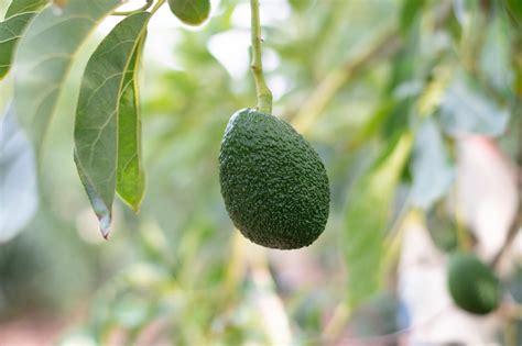 grow  avocado tree  seed infographic greener ideal