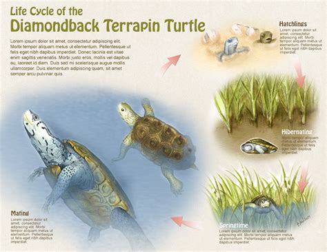 life cycle of the diamondback terrapin turtle art as
