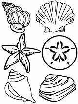 Shells Ausmalbilder sketch template