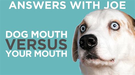 dogs mouth cleaner   human mouth youtube