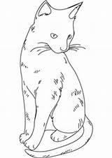 Coloring Fluffy Cat Drawing Drawings Print Off 336px 69kb sketch template