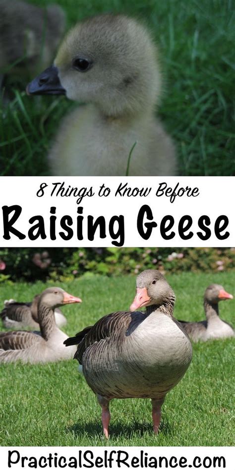 raising geese ~ 8 things to know before getting started