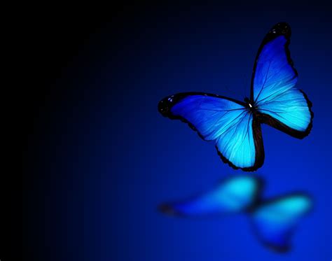 blue butterfly   word