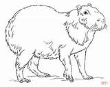 Capybara Coloring Drawing Draw Pages Printable Colouring Kids Sheets Capybaras Step Supercoloring Tutorials Outline Cute Drawings Sketch 25kb 797px 1000 sketch template