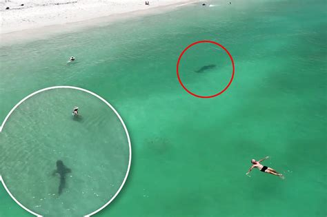 drone footage captures swimmers     foot shark