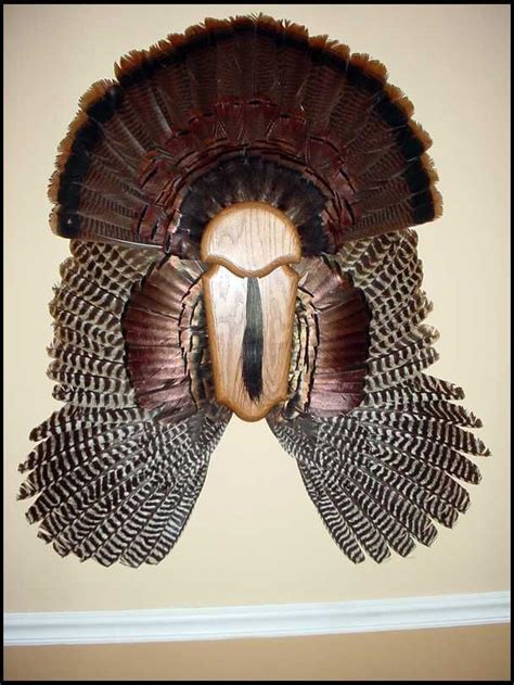 turkey fan mount  wood google search crafts   hope