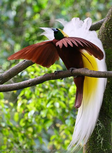 Dreaming In The Daytime Birds Of Paradise