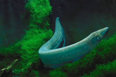 fascinating knifefish  electric eel  guyana