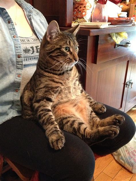 These Cats Strike The Most Uncomfortable Poses Smatterist