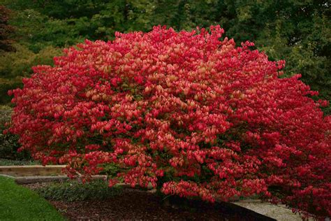 shrubs  shade gardens