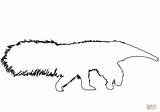 Anteater Coloring Outline Pages Supercoloring Categories sketch template