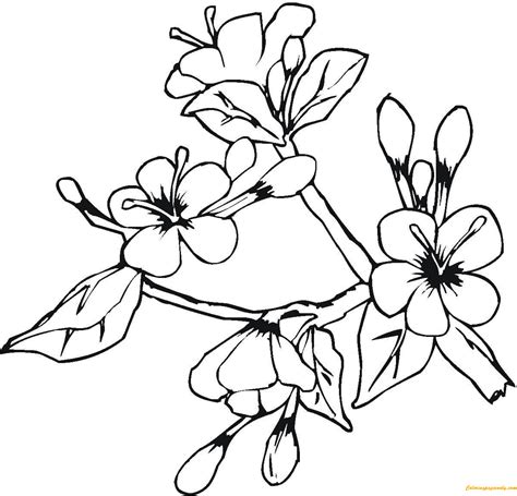 flowers coloring pages  printable coloring pages