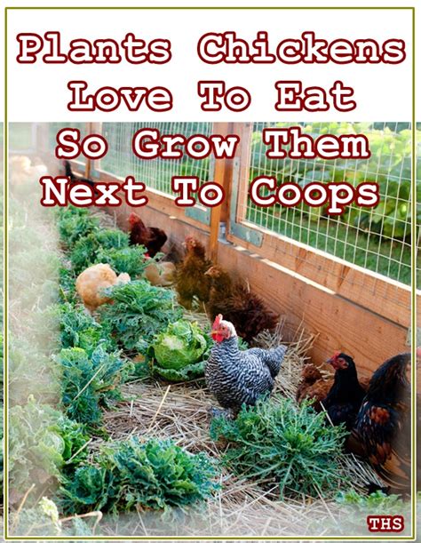 plants chickens love to eat so grow them next to coops the homestead