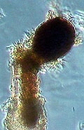 Afbeeldingsresultaten voor "codonellopsis Morchella". Grootte: 120 x 185. Bron: www.animalia-life.club