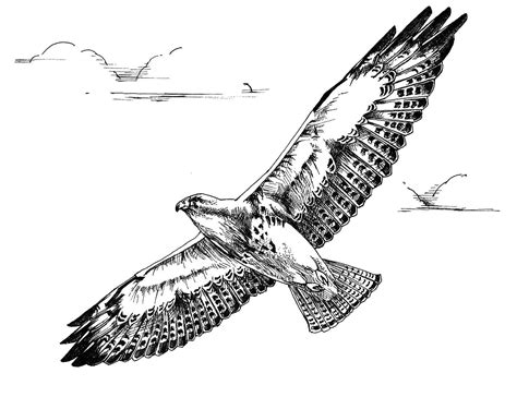 fileblack  white  art drawing  swainson hawk bird  flight