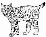 Lynx Lince Luchs Kolorowanki Coloriages Coloringbay Stampare Cartonionline Litere Rys sketch template