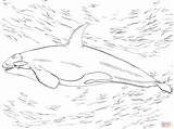 Orca Ausmalen Ausmalbild Orka Killerwal Killer Orque Supercoloring Kostenlos Colorare Wal Malvorlage Disegni Kolorowanki Ballena Kolorowanka Ausdrucken Orcas Kinderbilder Druku sketch template