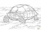 Tortoise Sulcata Desert Tortuga Dibujo Animal Reptiles Africana Espolones sketch template
