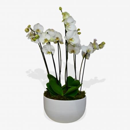 buy white phalaenopsis  rushes flower delivery